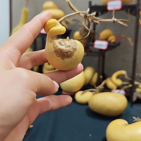 L***@呼噜呼噜呼噜呼噜