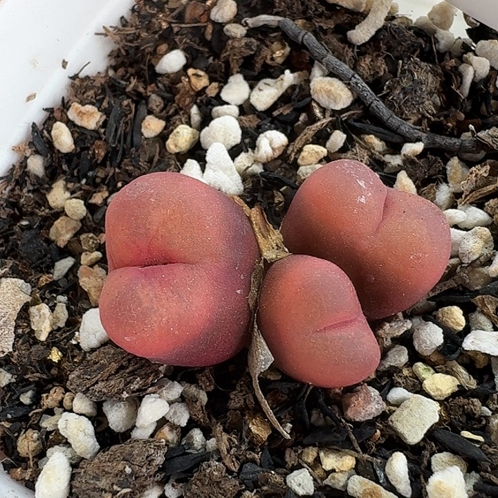 老马生石花三头吕红1237