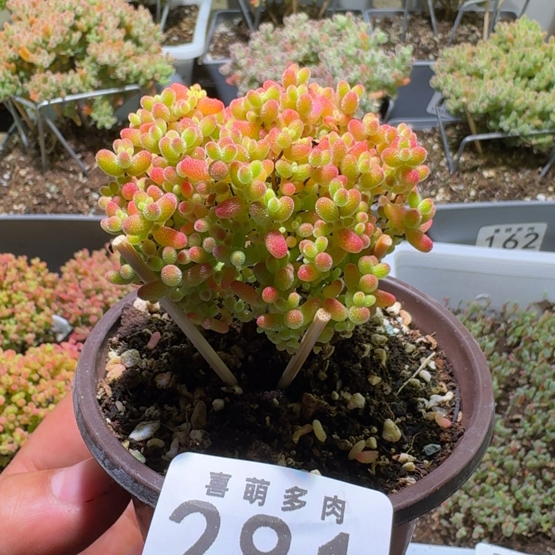 枝干番杏蜜橘糖球281