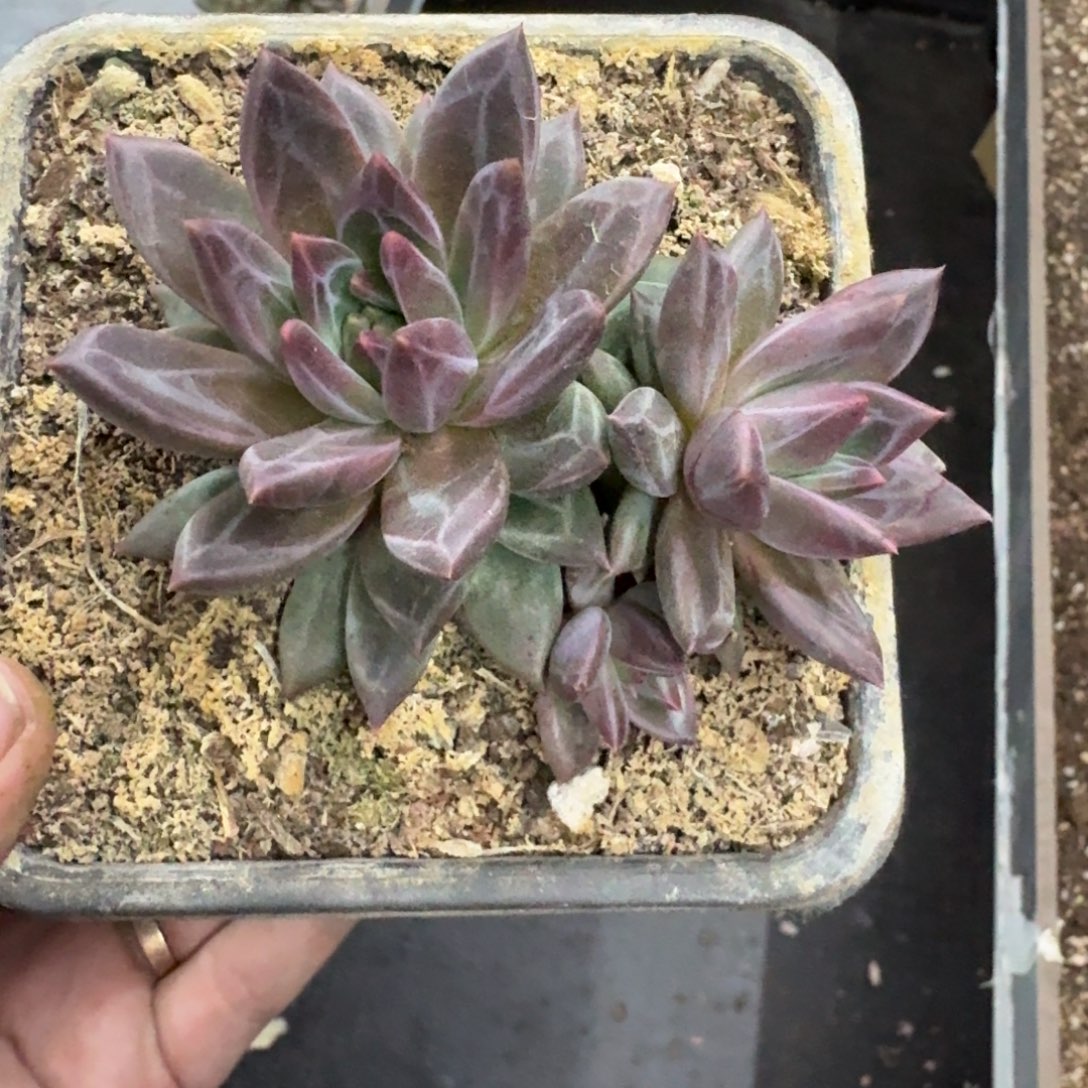  美人杂交 一物一拍