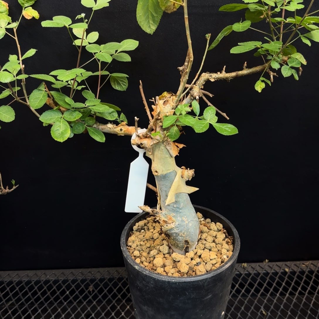 图坎蓝白皮产地熟桩