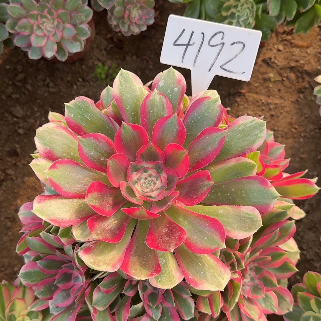 4192粉女巫多肉法师多肉