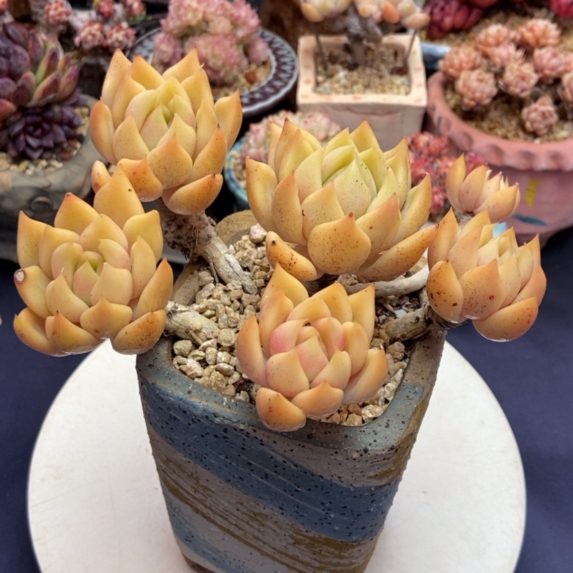 【闪购商品】东云杂