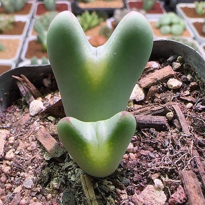 开播福利来啦。 455