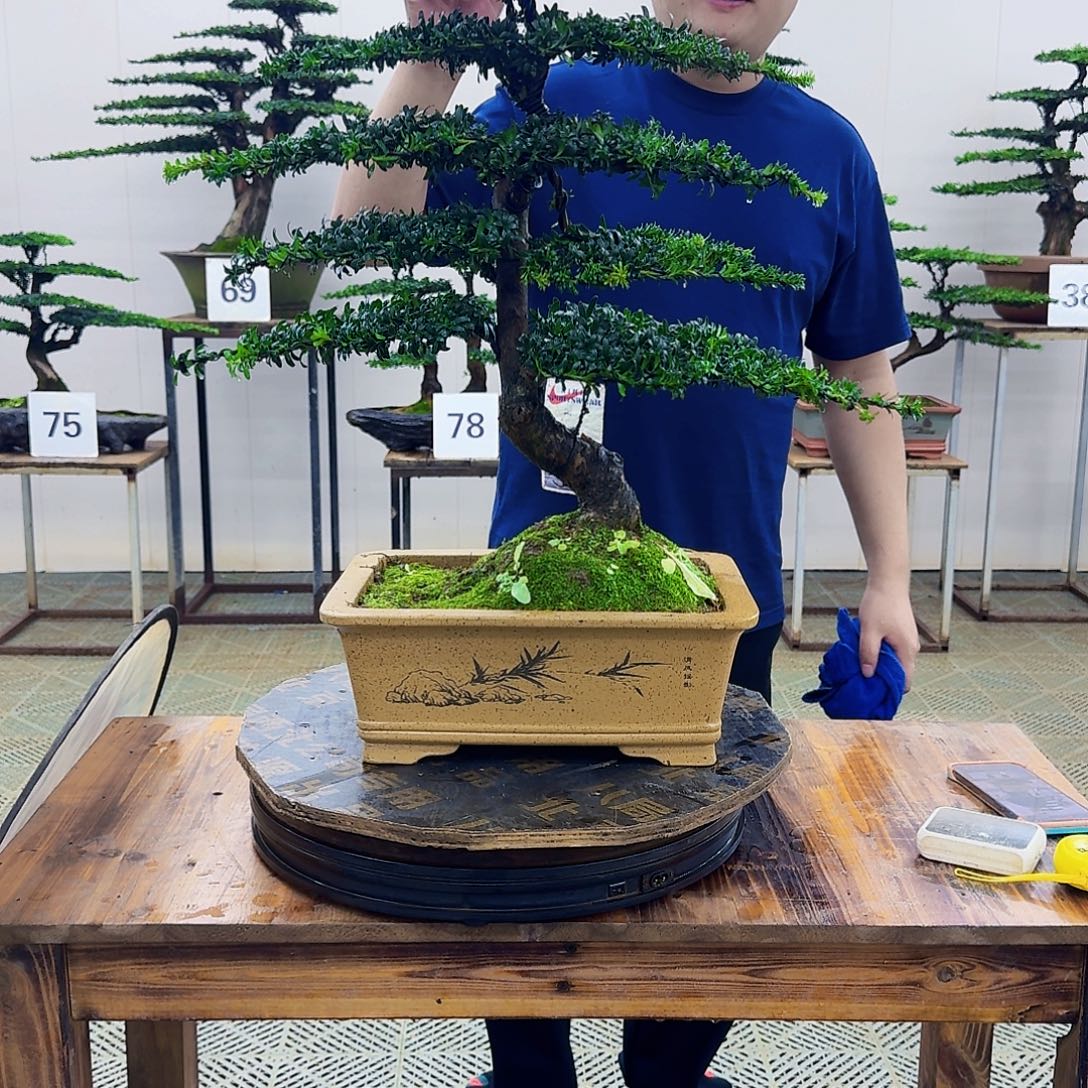 无花朵珍珠罗汉松造型盆景