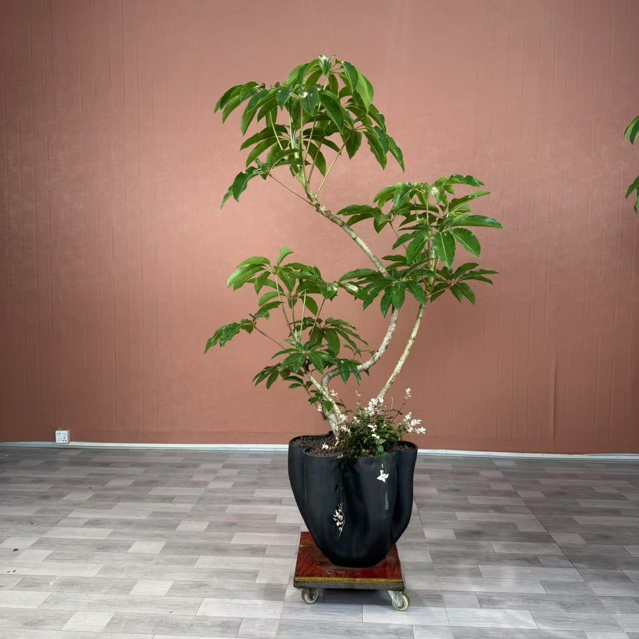 保罗 大叶伞 四季常青 耐阴 室内高档绿植