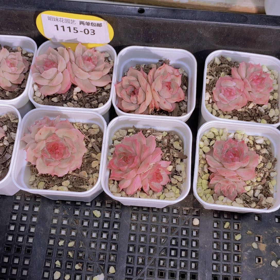 1115-03-精品福利水晶虾饺双头一个