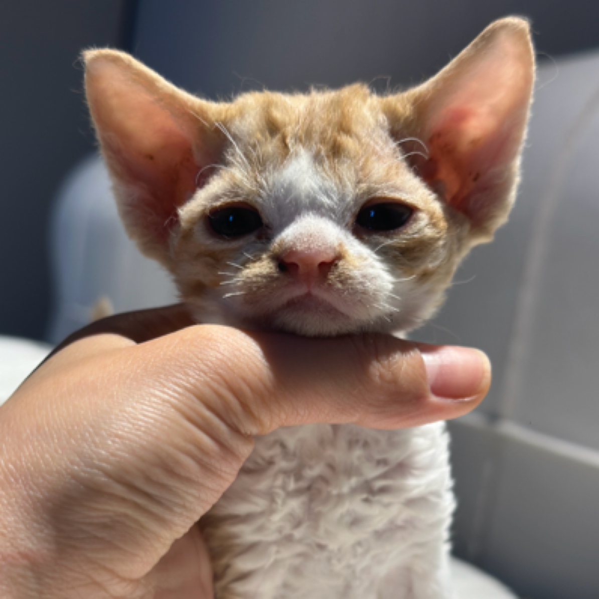 德文卷毛猫虎斑鼻贴妹妹