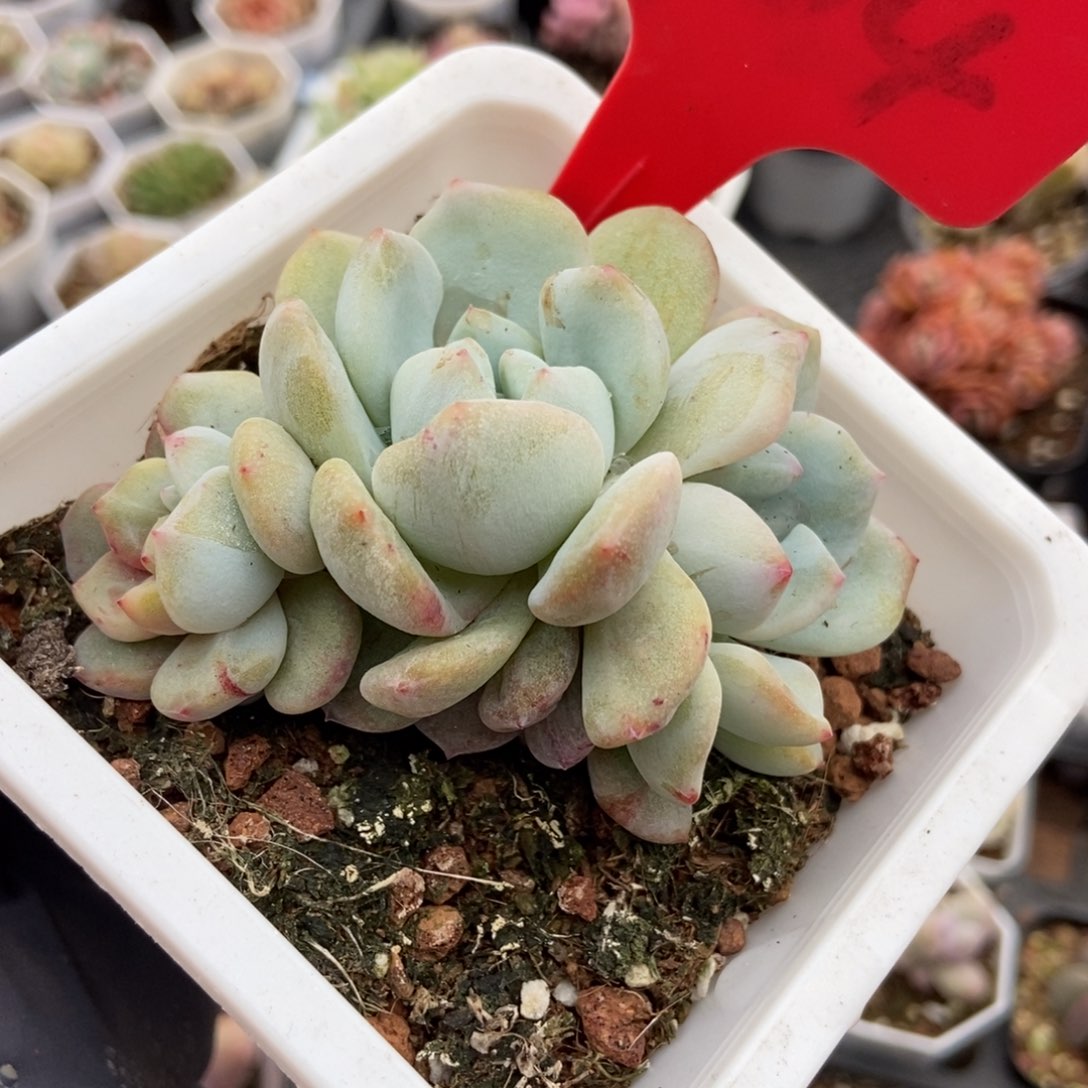 704星影石化多肉植物保护