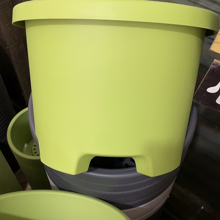 球根口31.5高24果绿3个