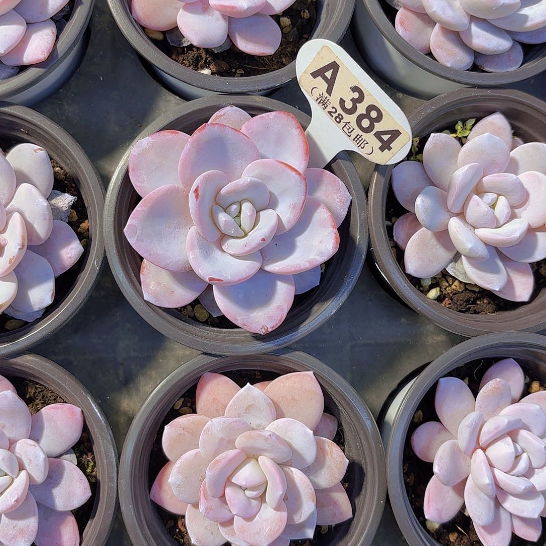 A384雪莲一物一拍