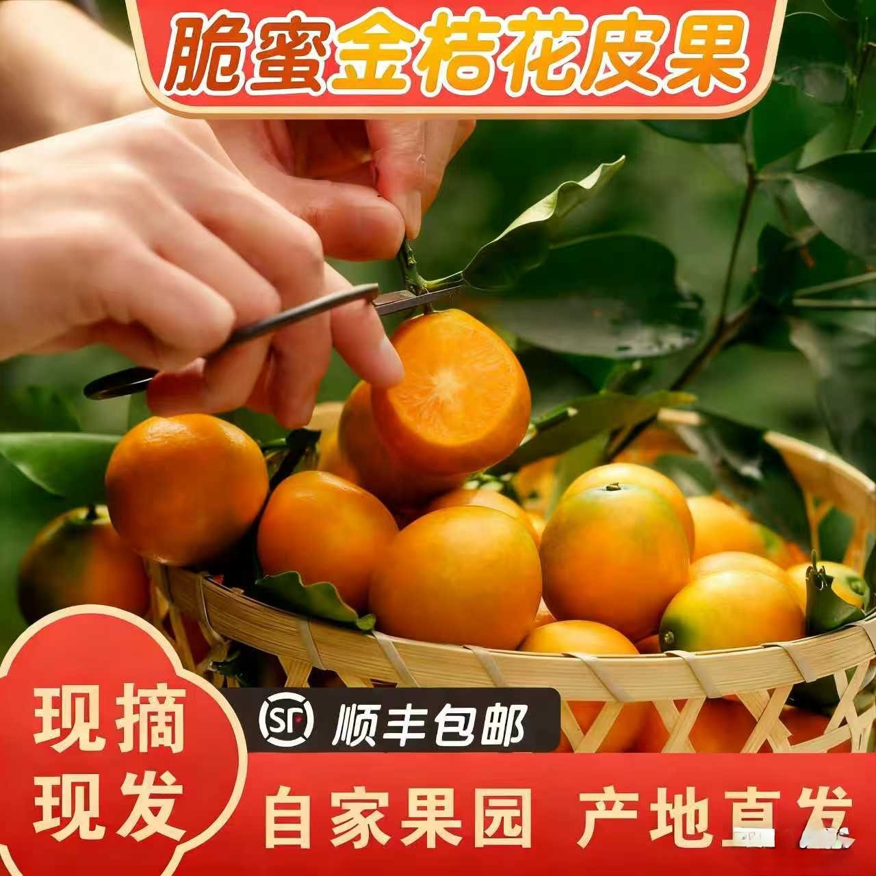 【脆蜜金桔花皮果】新鲜当季水果金桔产地直发无酸多汁顺丰发货