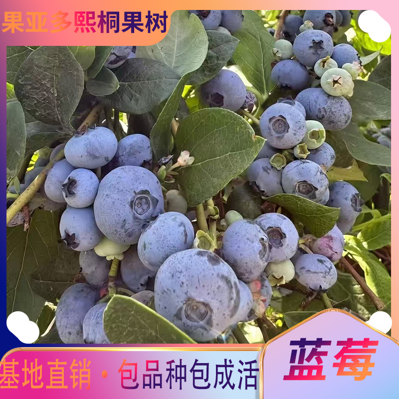 蓝莓树苗盆栽地栽阳台庭院