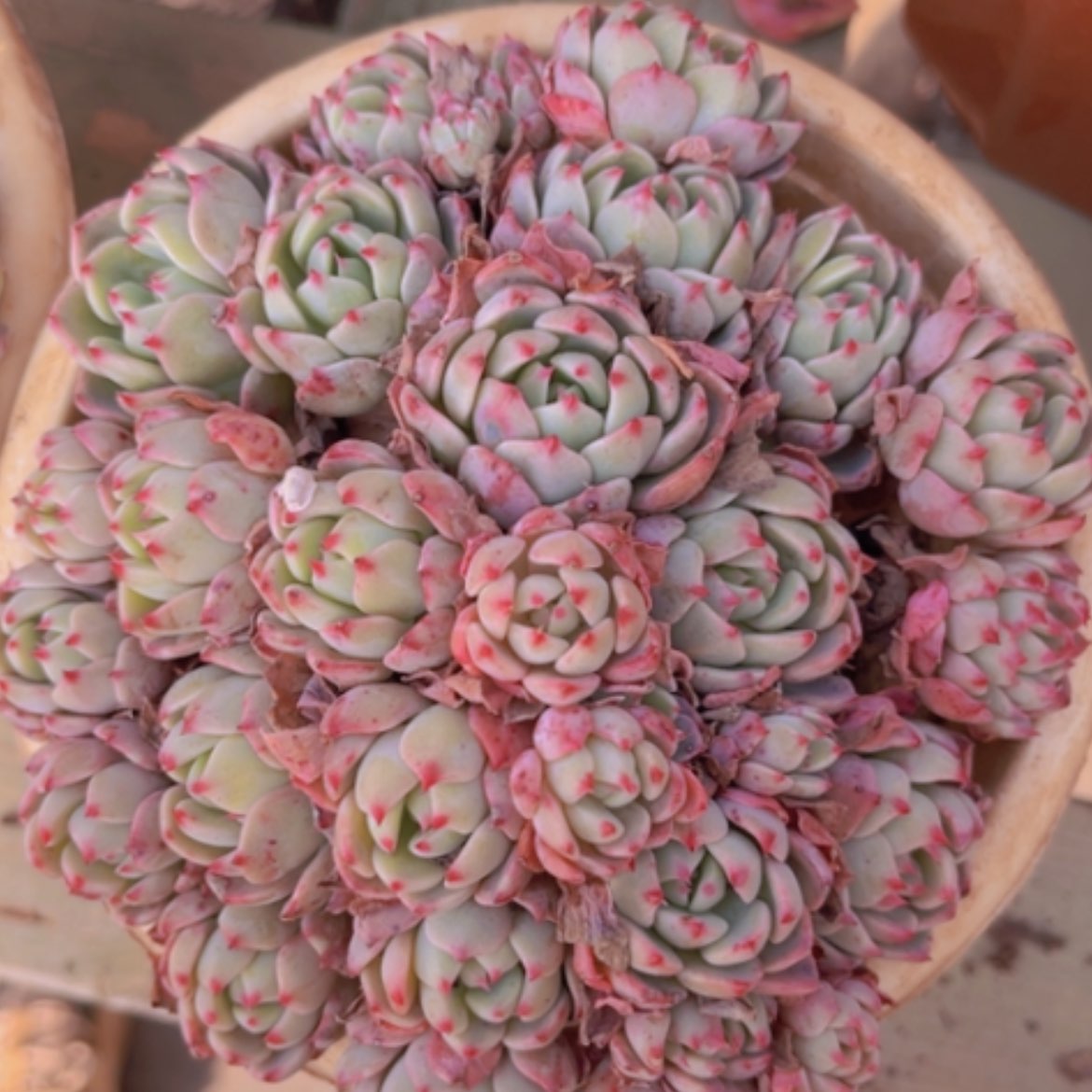 【闪购商品】娜娜13114