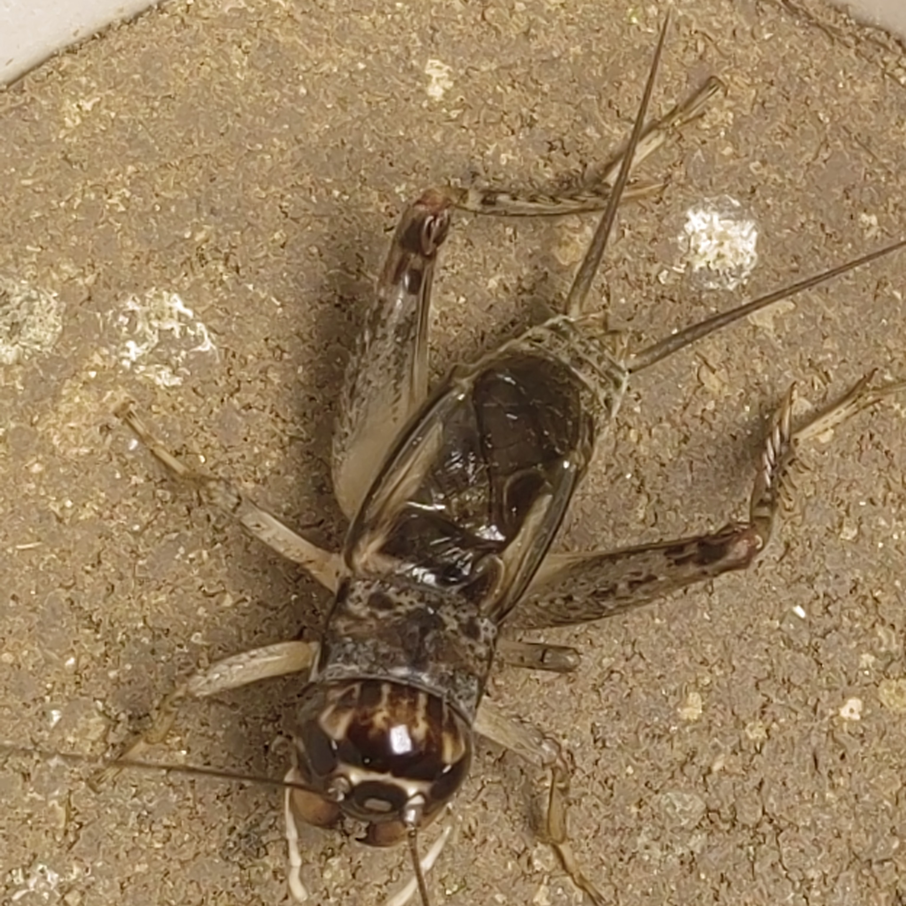 宁津野生大地蛐蛐