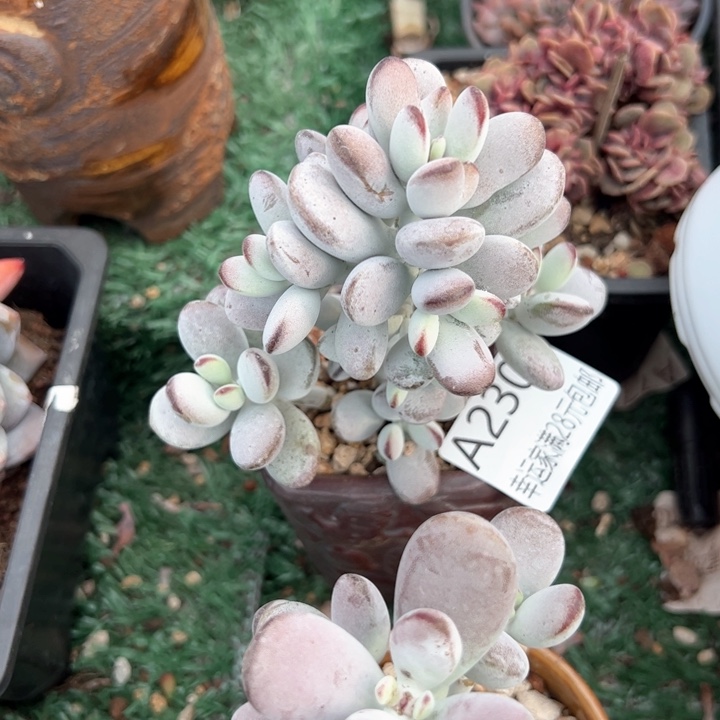 幸运的是我的朋友是