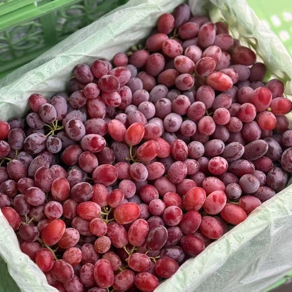 新疆克伦森无籽红提4斤毛重新疆维吾尔自治区