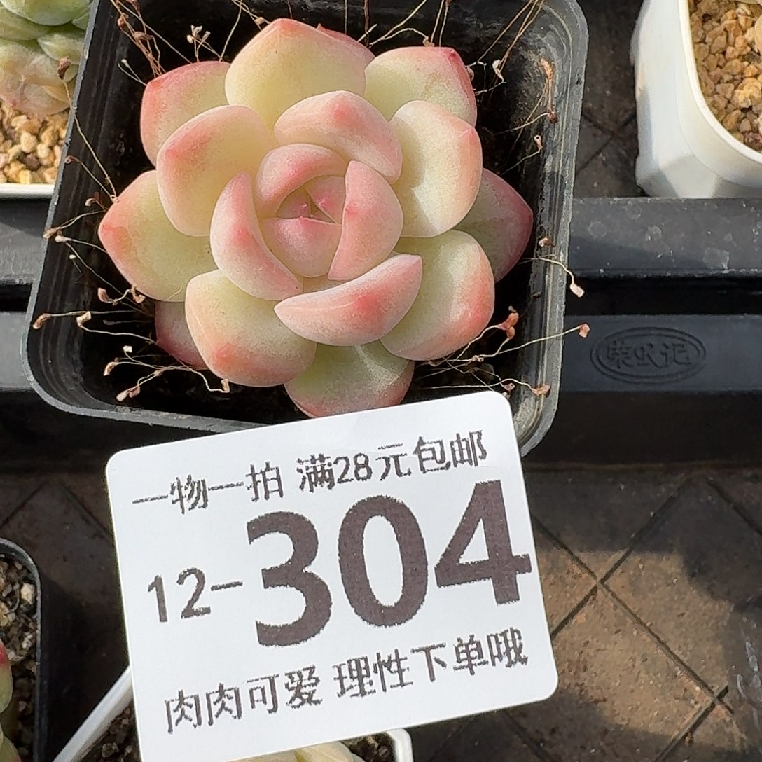 泡芙无盆土发货无
