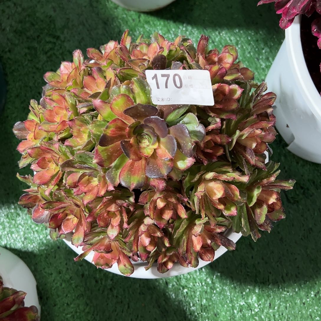 170龙鳞多肉法师植物