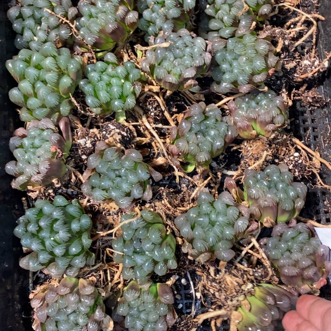 2933 一颗优选实生超大冰灯玉露 元旦整点福利