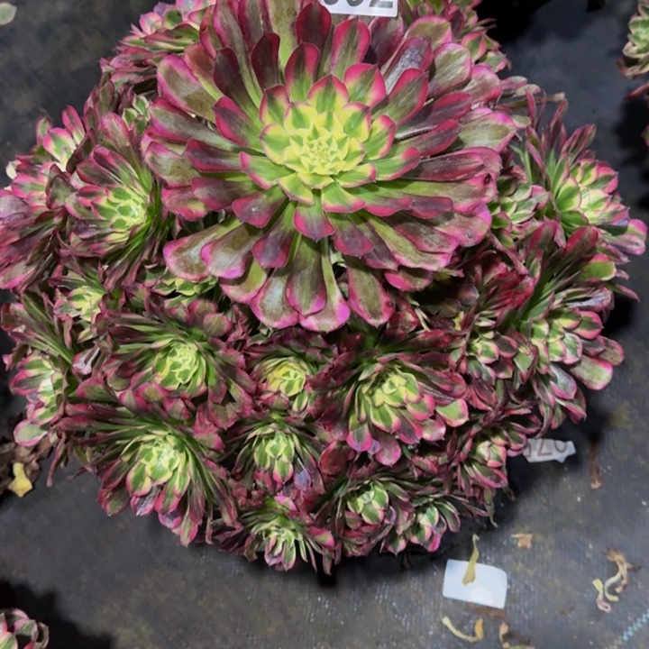 00000000992绿体铜壶福利价