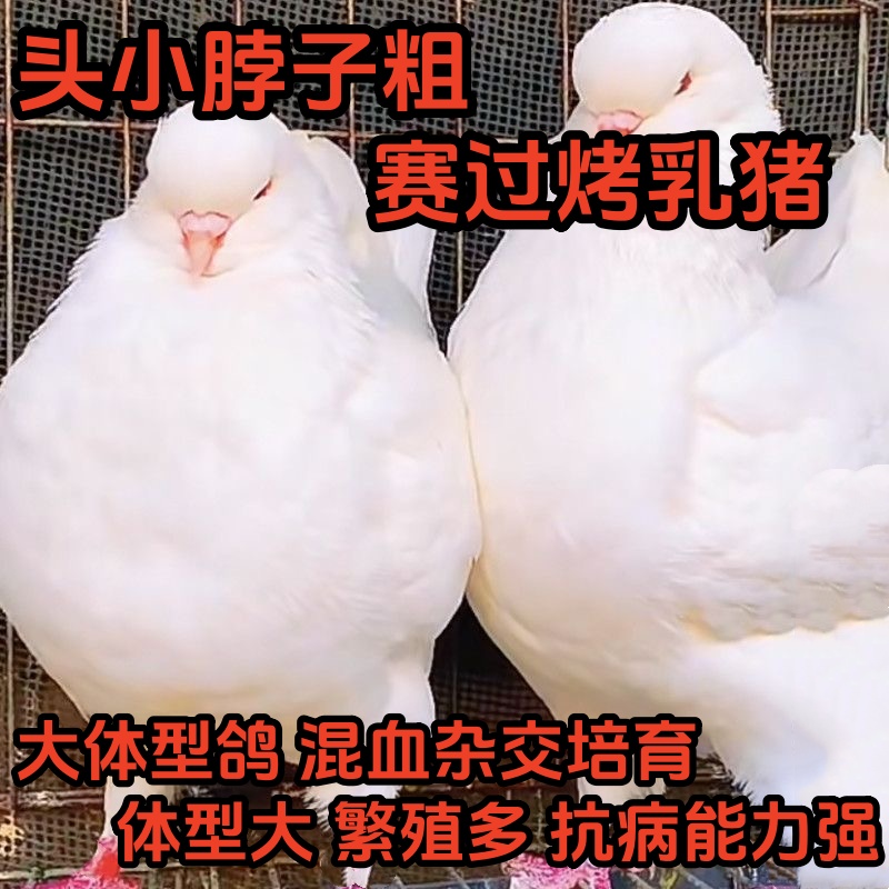 赛博大体型鸽子杂交混血培育包邮活物青年鸽成年鸽批发