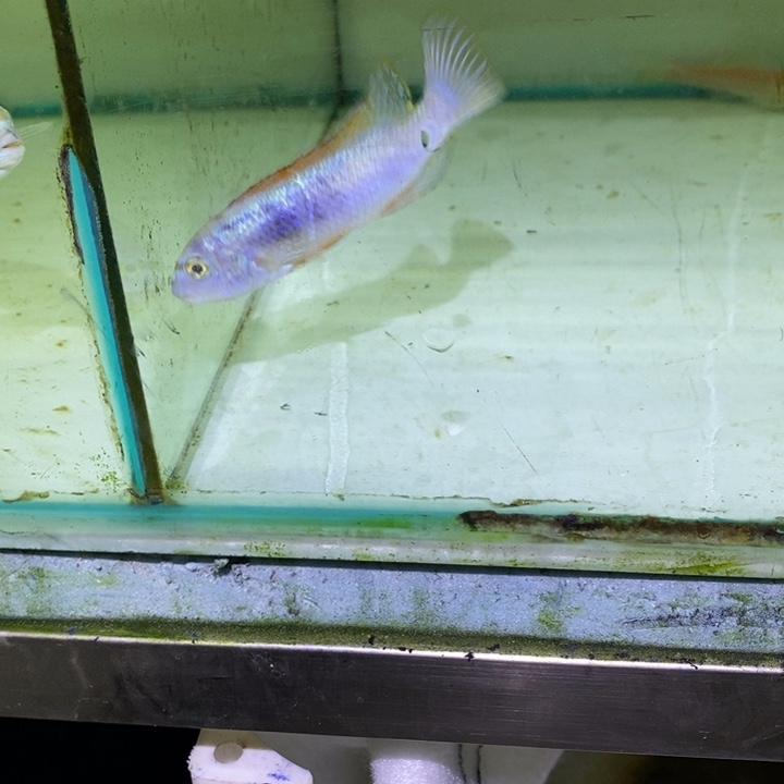 慈鲷鱼松比西勾鼻干就完了