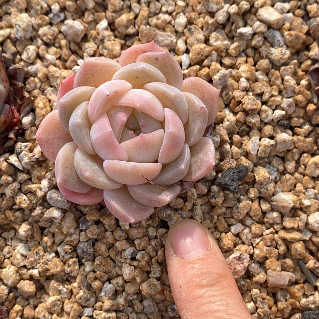 精品多肉一物一拍不包整94