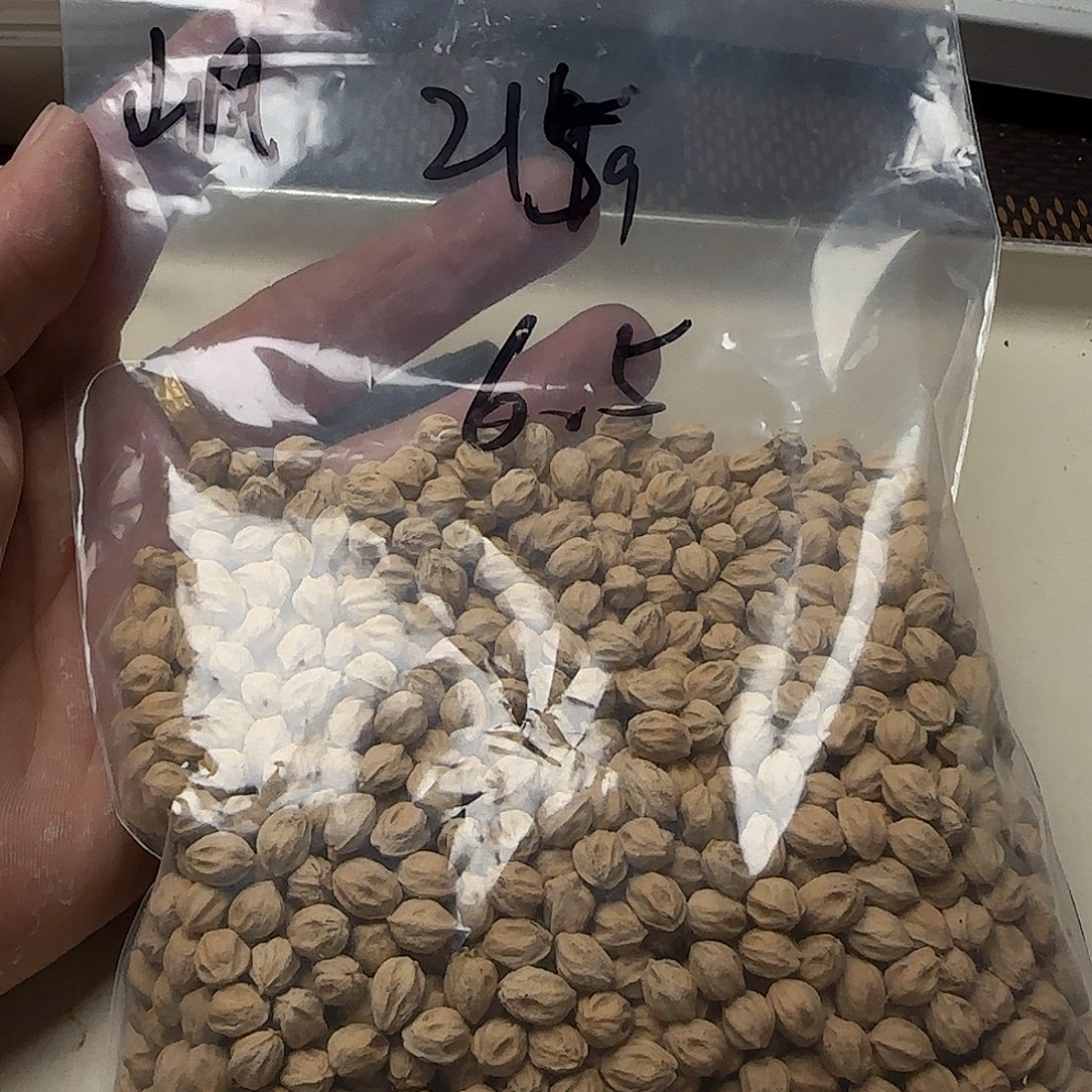 山***风柏香籽/百香籽吊坠