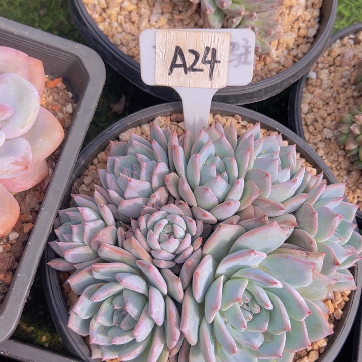 健健康康平平安安