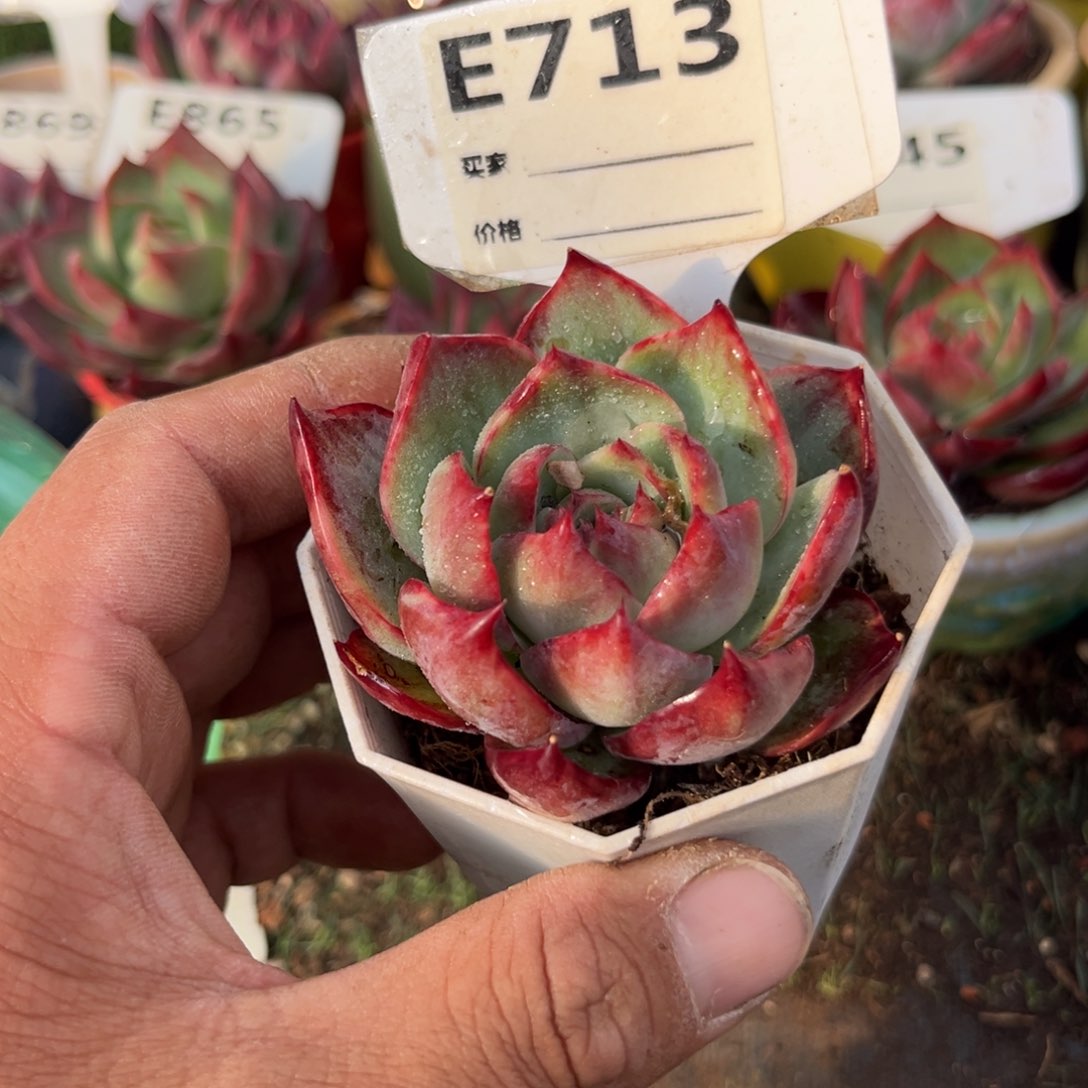 惊鸿一瞥713号多肉