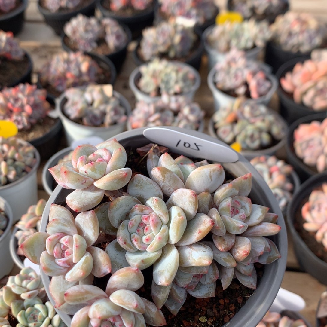 12.2厘米八头有砍溏心石榴籽 105