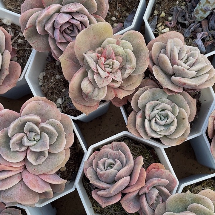 石化可爱玫瑰带盆土发