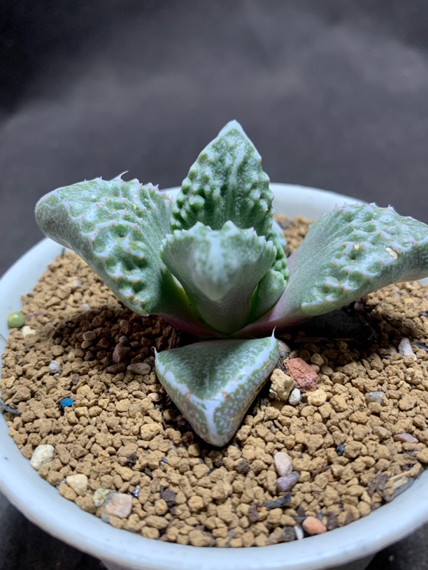 番杏科  狂澜怒涛 一物一拍包邮非偏远
