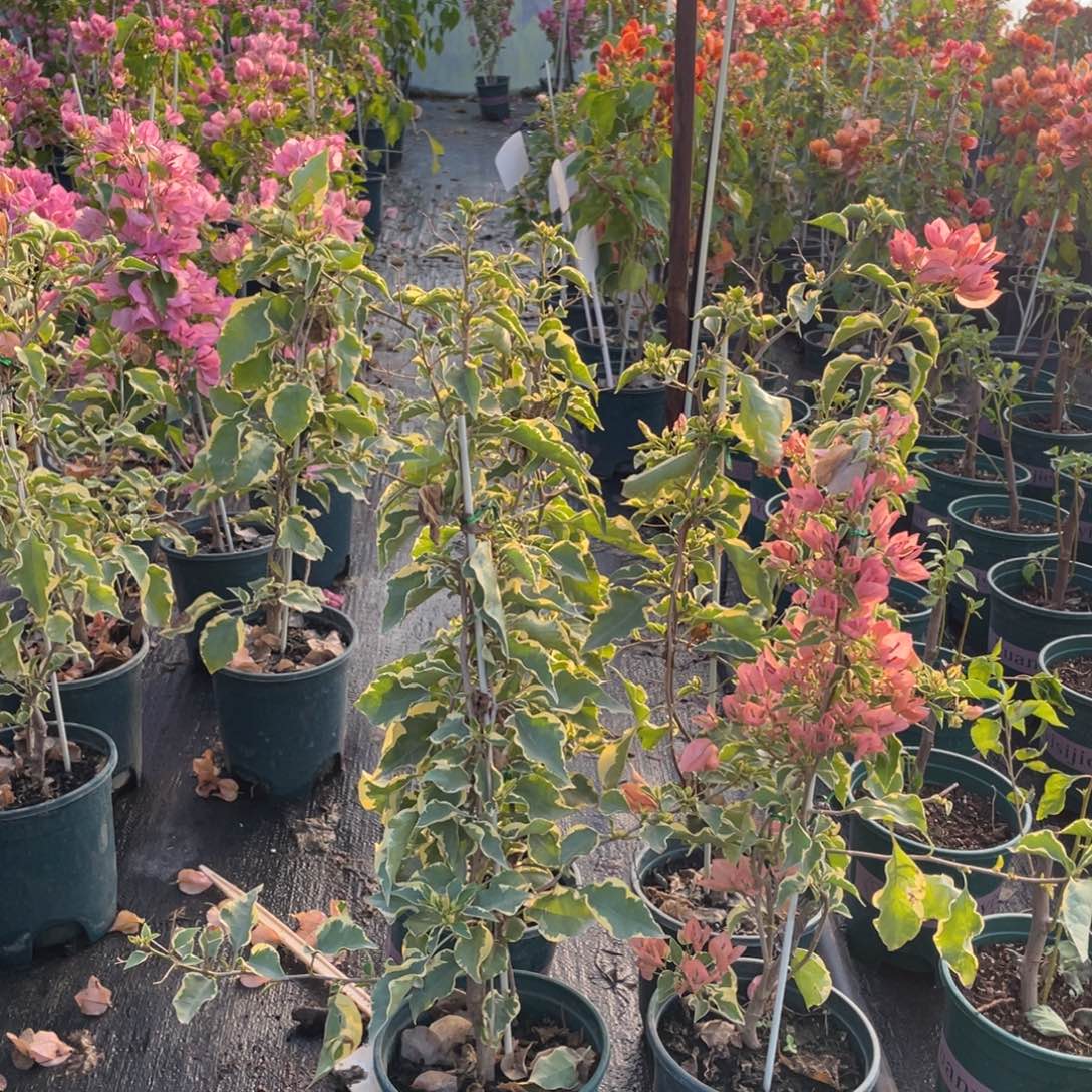 全部花朵马斯一盆量拍