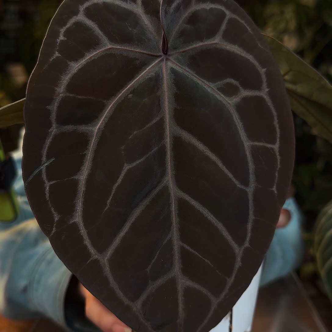 完全开放F182黑曜石紫水晶杂神奇男孩轻微叶损无售后