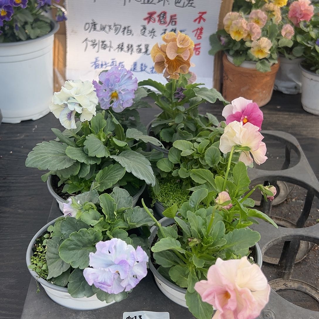 大部分花苞少量开放050号