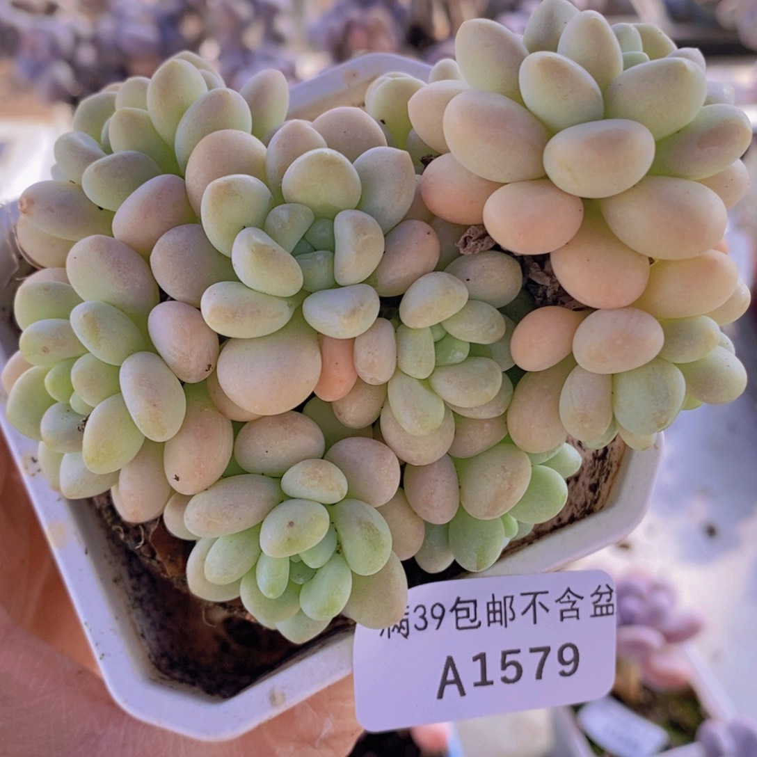 洛可可8cm1579多肉植物