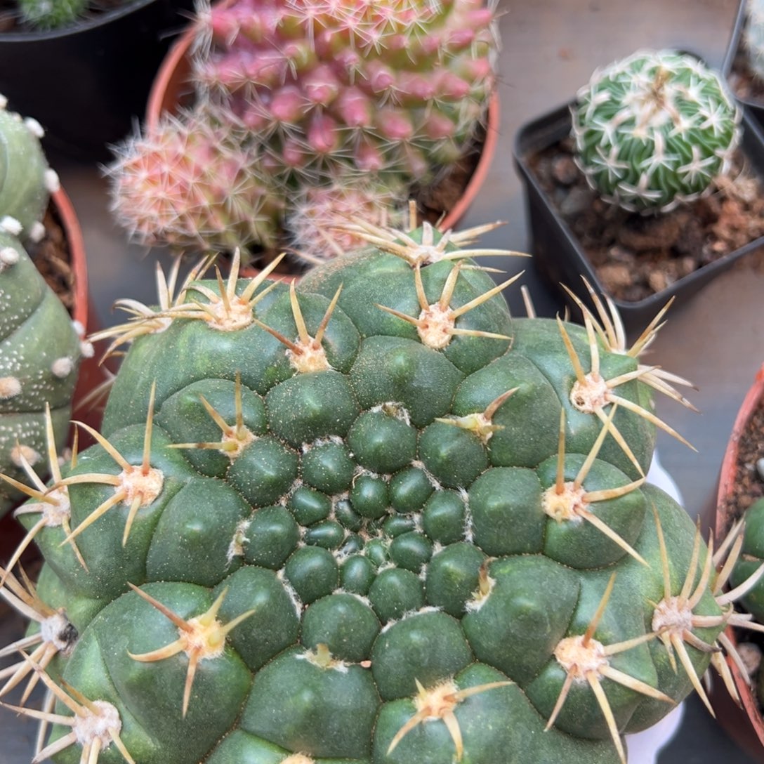 美花海王随机一颗。   