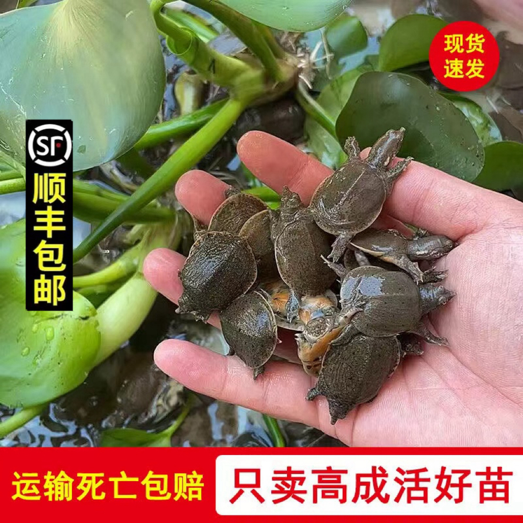【2025出壳甲鱼苗】顺丰包邮中华苗适合鱼塘水库稻田养殖赠送饲料