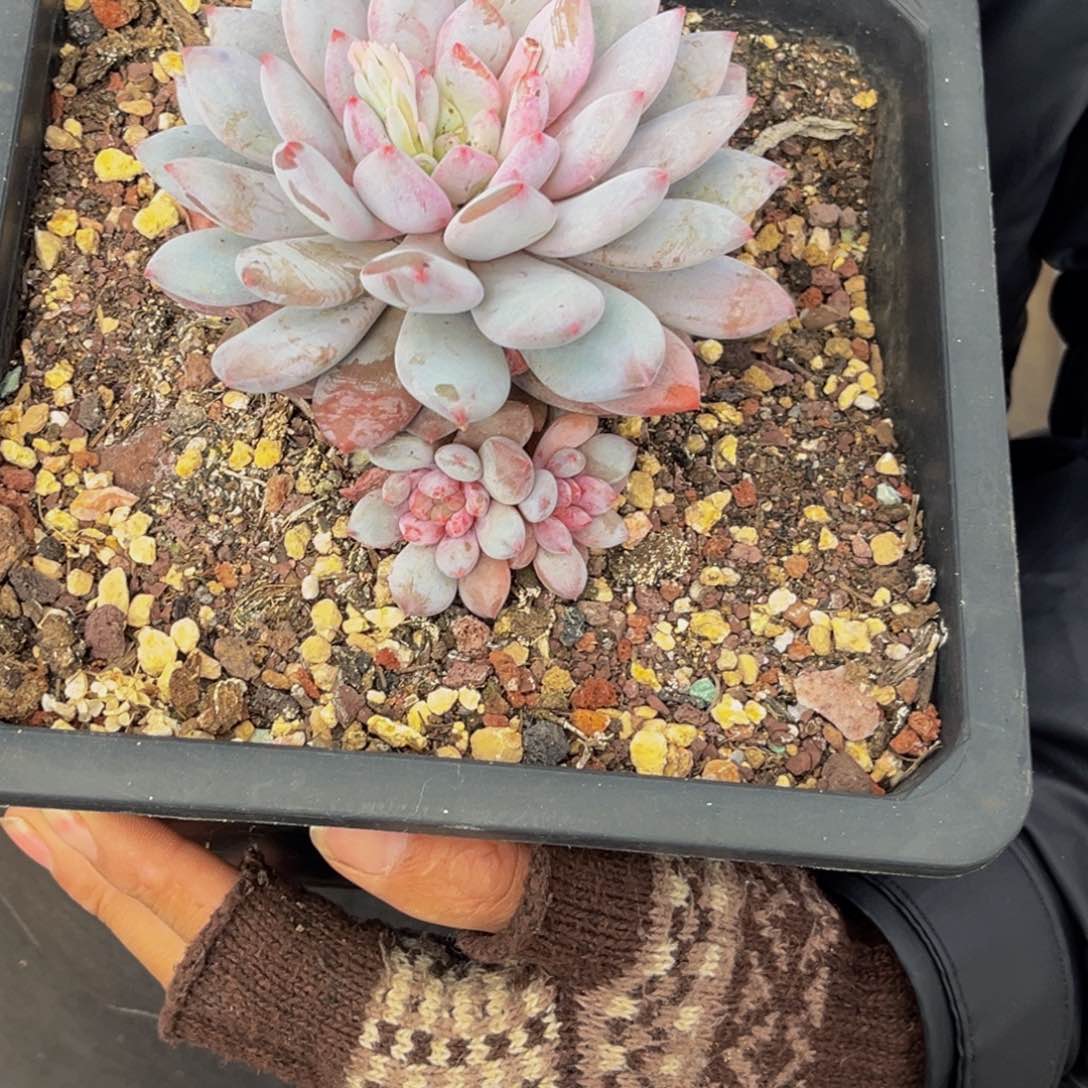 1702号上午多肉植物群生多肉