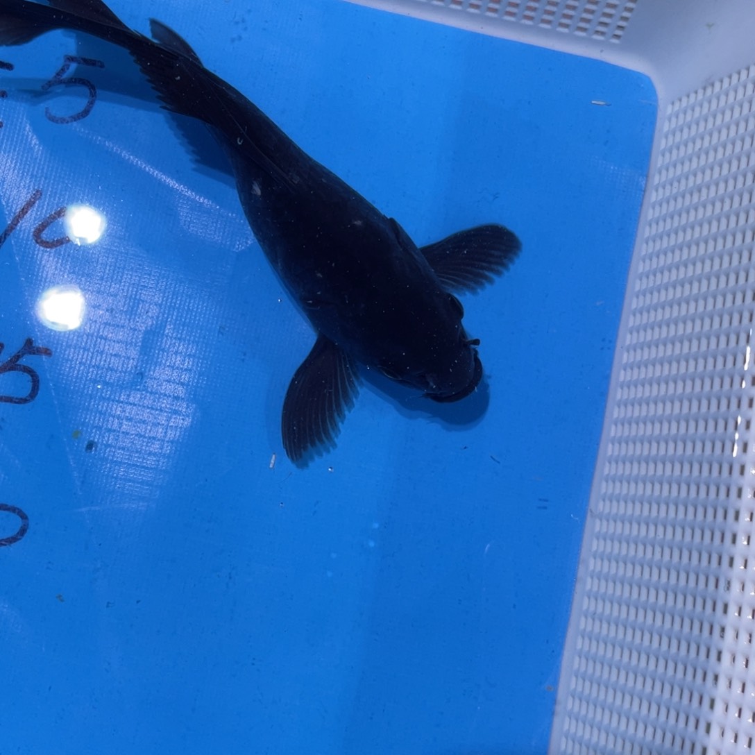 锦鲤蝴蝶鲤鱼锦鲤包邮