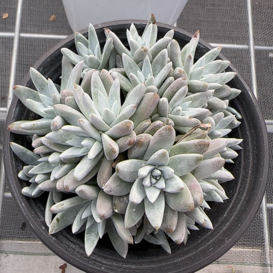 从前慢花园精选多肉白菊