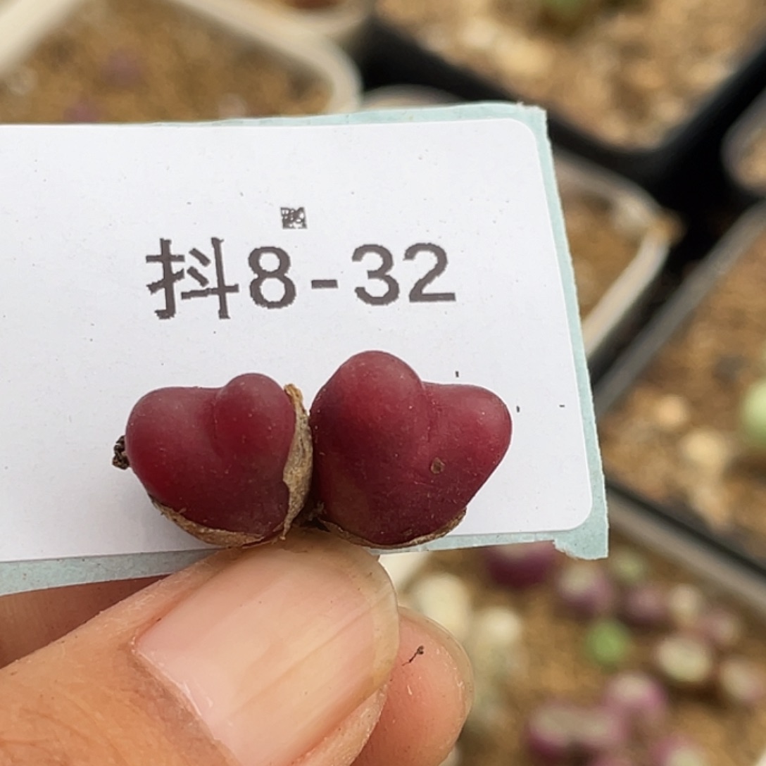 8-32毛毛多肉植物