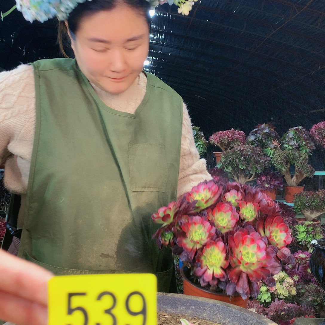 柒哥法师多肉不包侧断枝539