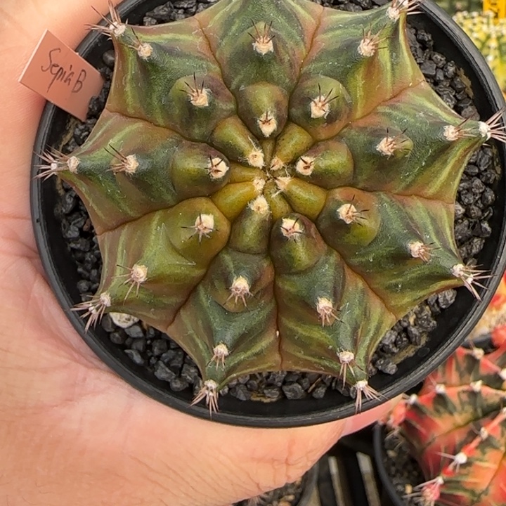 N26-1231泰国米哈西皮呀B