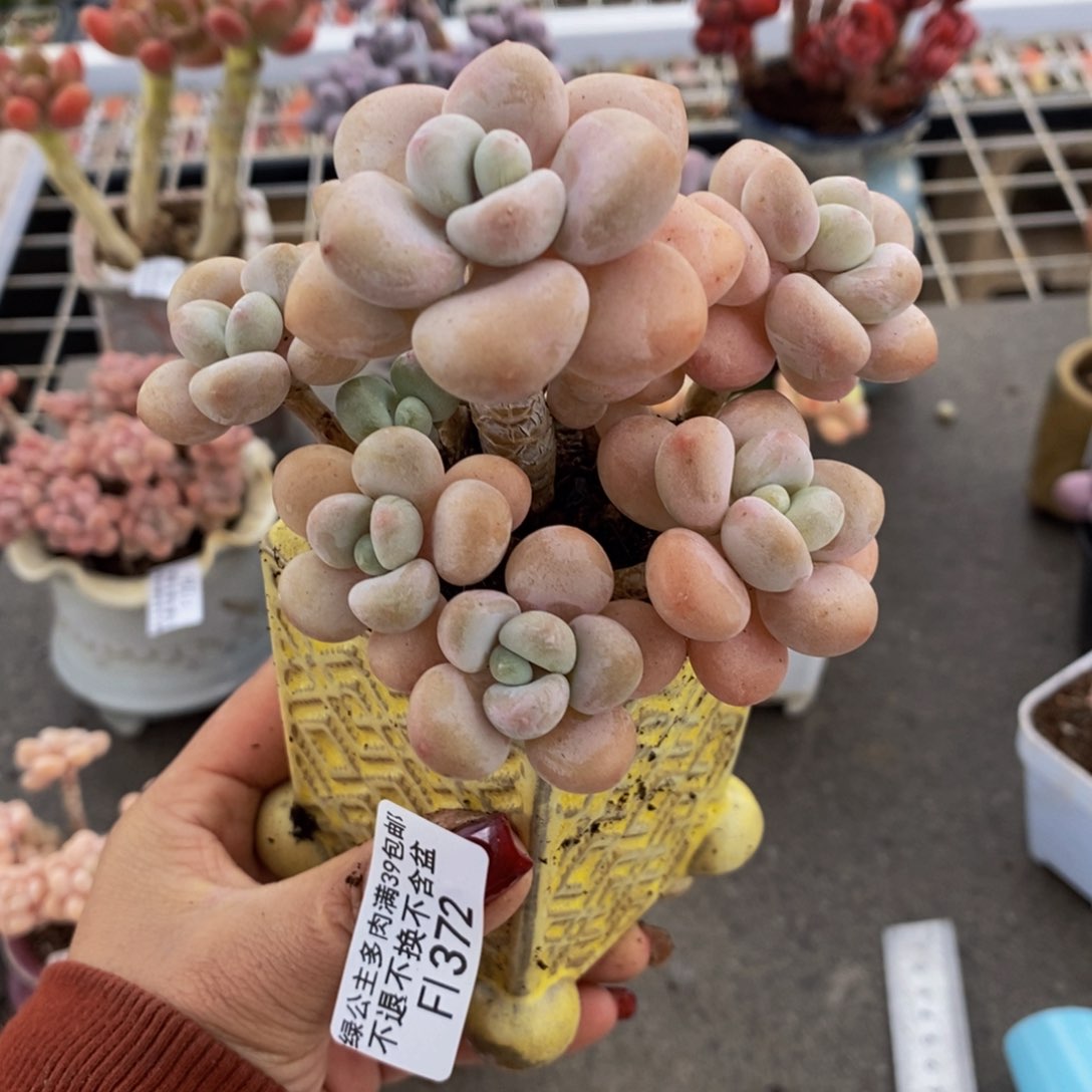 香水手指372/10v m