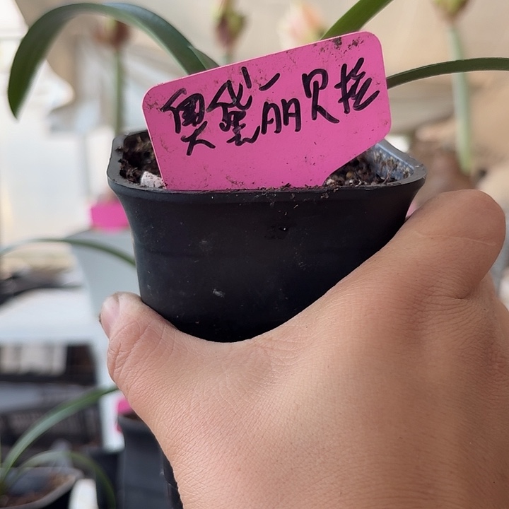 无花朵奥黛丽贝拉朱顶红直径1.3