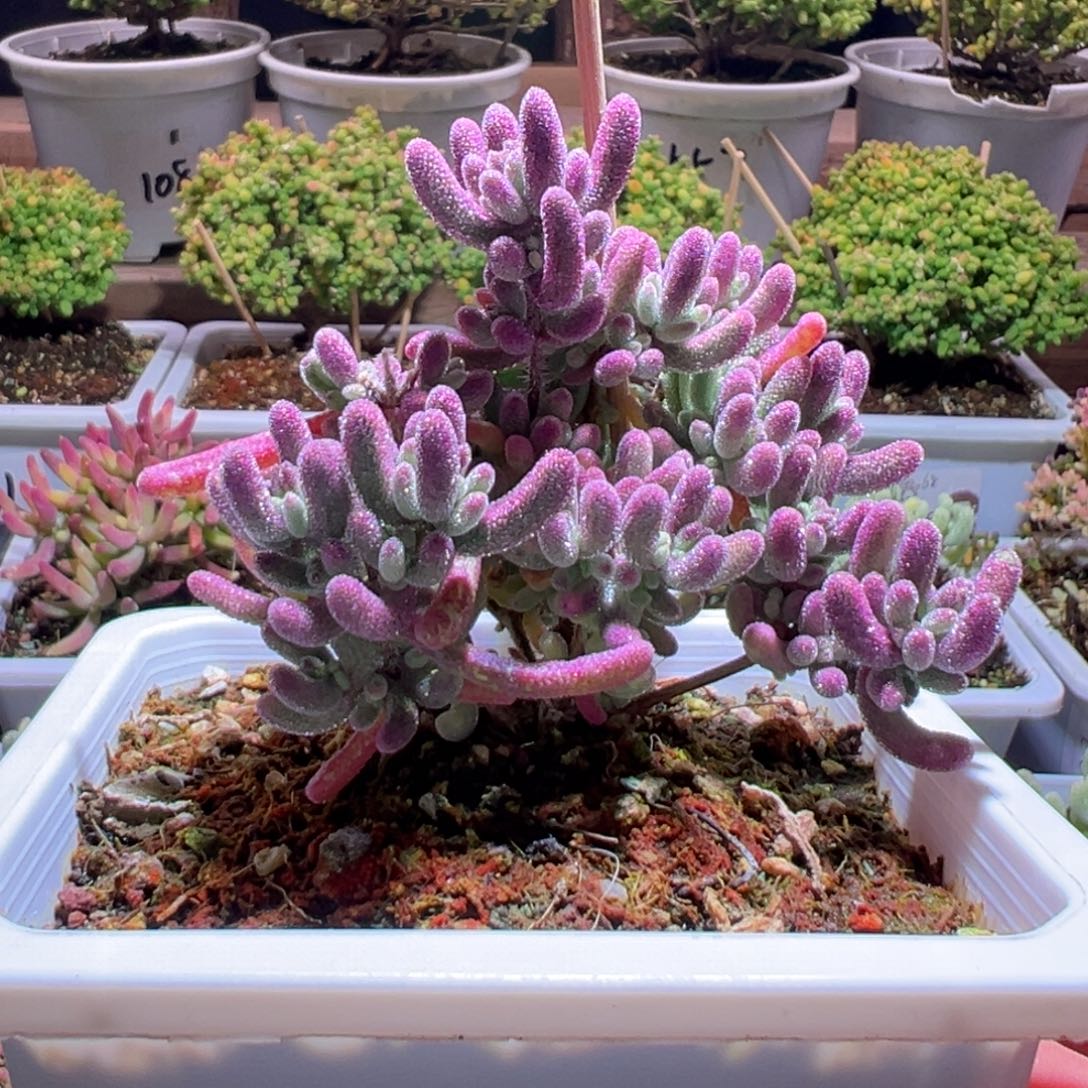 ****幕739紫闪光一物一拍包开箱