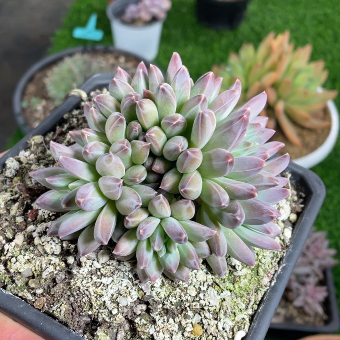 乌拉克拉缀化多肉植物